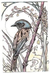 Dunnock- Donnóg