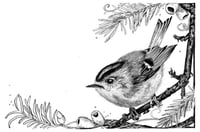 Goldcrest- Cíorbhuí