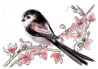 Image 1 of Long tailed tit