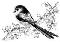 Image 2 of Long tailed tit