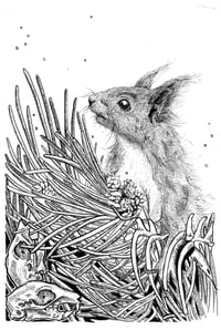Image 1 of Red squirrel- Iora Rua