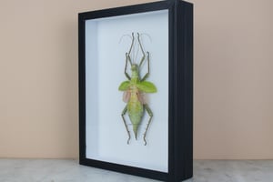 Image of JUNGLE NYMPH