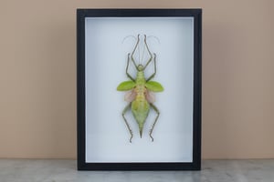 Image of JUNGLE NYMPH