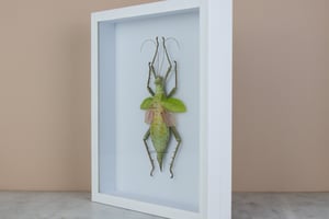 Image of JUNGLE NYMPH