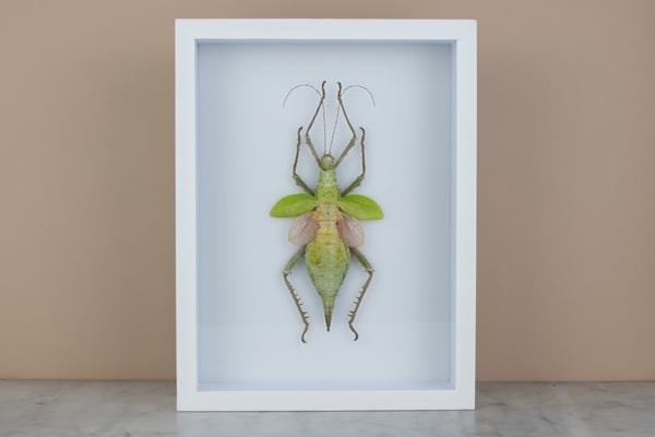 Image of JUNGLE NYMPH