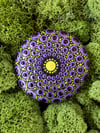 Sparkling Purple & Green