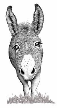 Donkey