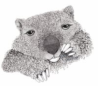 Sleepy Wombat