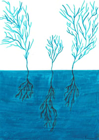 Water Roots (Poster)