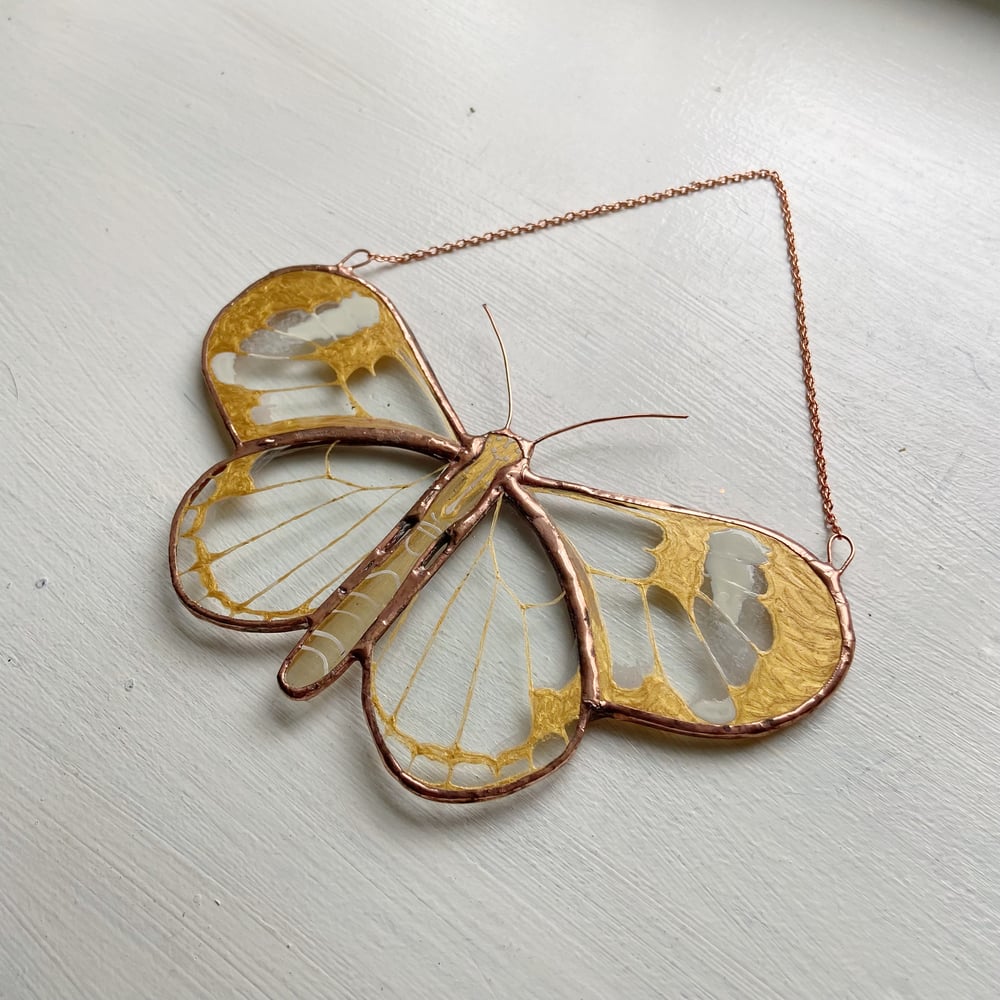 Image of Golden Fauna - Glasswing Butterfly
