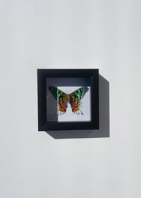 Image 3 of Sunset Moth