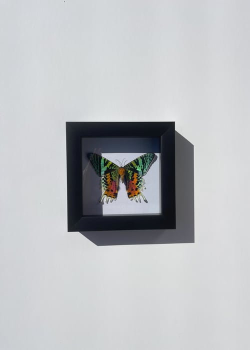 Image of Sunset Moth