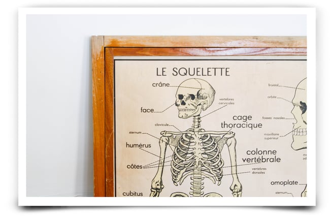 Affiche scolaire : Le squelette
