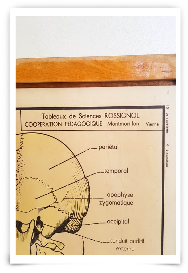 Affiche scolaire : Le squelette