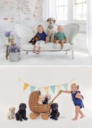 Image of PET PORTRAITS IN STUDIO