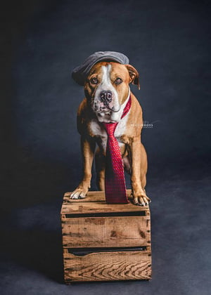 Image of PET PORTRAITS IN STUDIO