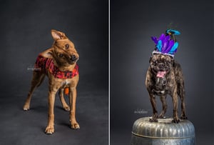 Image of PET PORTRAITS IN STUDIO