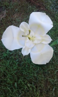 Tigridia paviona 'White'