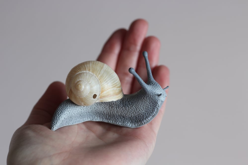 Image of Giant Snail