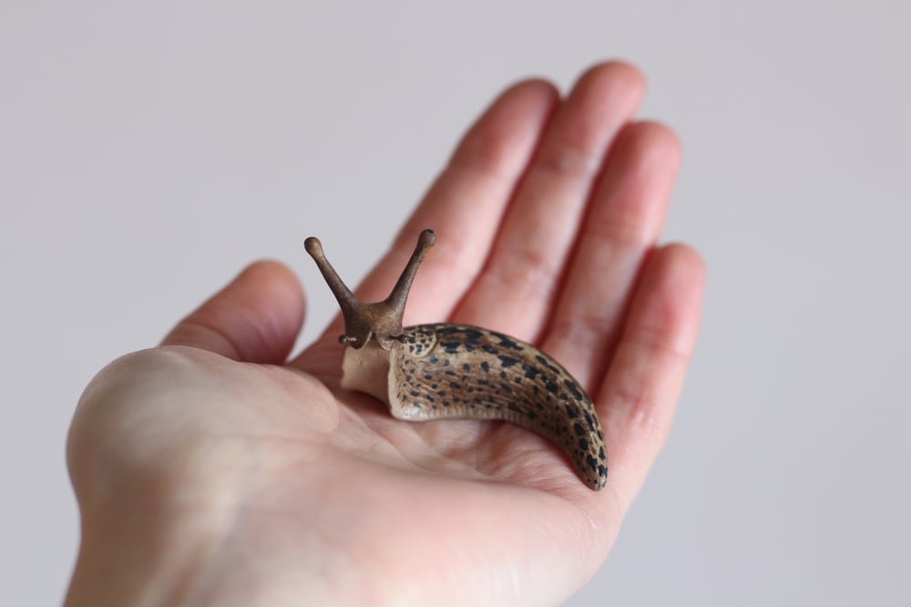 Image of The Slug & The Snail