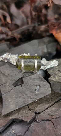 Image 4 of Alaria Esculenta : Dabberlock