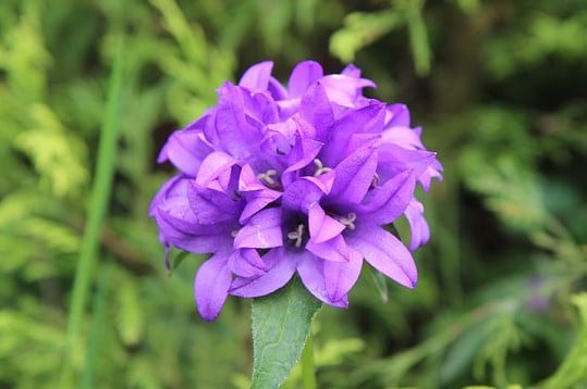 Image of Campanula glomerata 'Caroline' (Clustered Bellflower)