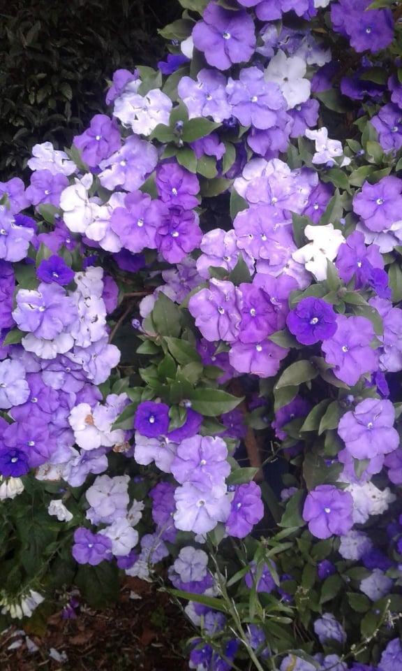 Image of Brunfelsia latifolia (Yesterday, Today and Tomorrow)