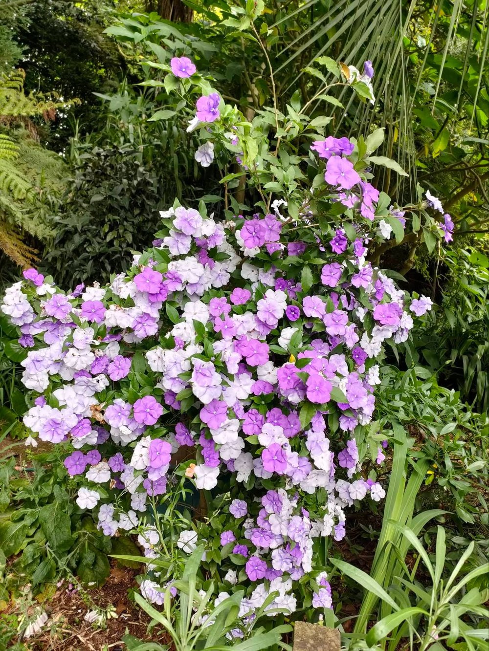 Image of Brunfelsia latifolia (Yesterday, Today and Tomorrow)