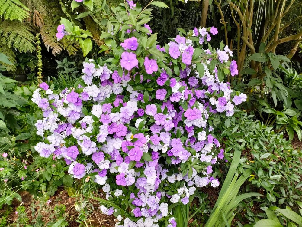 Image of Brunfelsia latifolia (Yesterday, Today and Tomorrow)