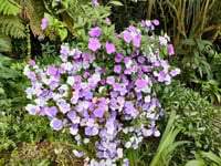 Image 3 of Brunfelsia latifolia (Yesterday, Today and Tomorrow)