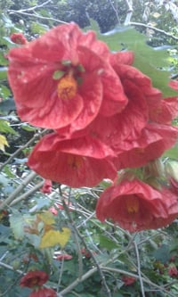 Image 2 of Abutilon - Various Colours