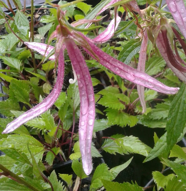 Image of Campanula 'Pink Octopus'