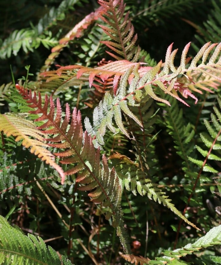 Image of Doodia australis (Blechnum parrisiae or Raspberry Fern)