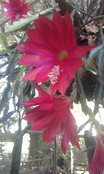 Image of Epiphyllums (Orchid Cactus) - Mixed colours