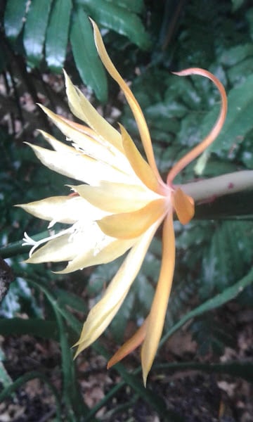 Image of Epiphyllums (Orchid Cactus) - Mixed colours