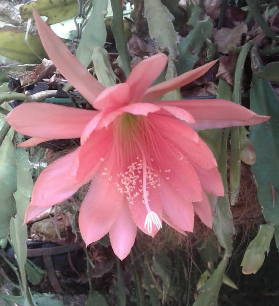 Image of Epiphyllums (Orchid Cactus) - Mixed colours