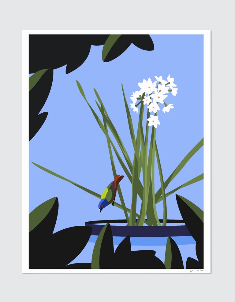 Kukido composition Narciso