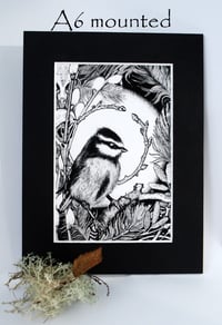 Image 2 of Meantán gorm- Bluetit