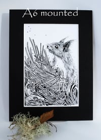 Image 2 of Red squirrel- Iora Rua