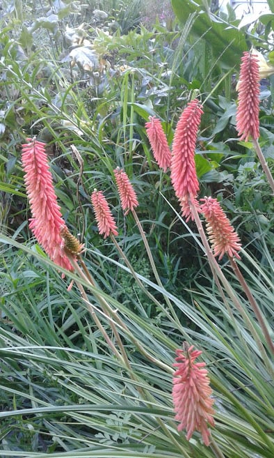 Image of Kniphofia 'Agnes' (Strawberry Pink) (Red Hot Poker)