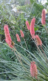 Kniphofia 'Agnes' (Strawberry Pink) (Red Hot Poker)