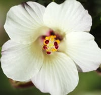 Hibiscus richardsonii (New Zealand Hibiscus/Puarangi)
