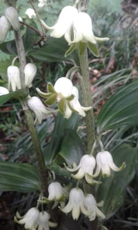 Image 2 of Disporopsis pernyi (Evergreen Soloman's Seal)