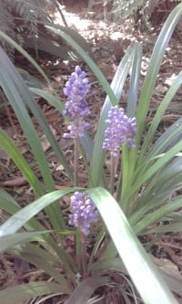 Liriope muscari (Lily Turf)