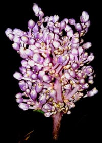 Liriope muscari - Sport