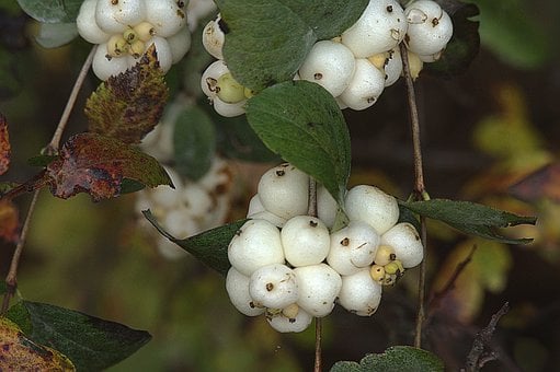 Image of Symphoricarpos albus (Common Snowberry)