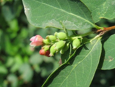 Image of Symphoricarpos albus (Common Snowberry)