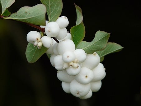 Image of Symphoricarpos albus (Common Snowberry)