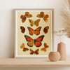 Vintage Animal Art Print Poster No 04 - Butterflies