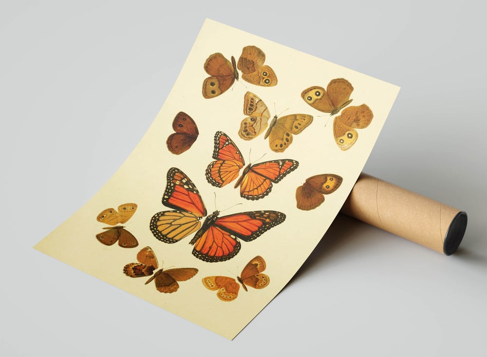Vintage Animal Art Print Poster No 04 - Butterflies